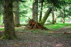 Arbres déracinés